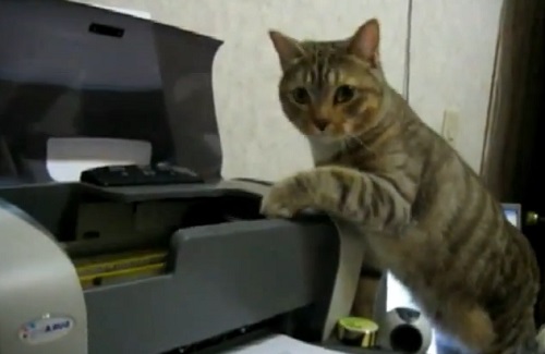 Chats vs imprimantes