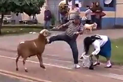 Brésil : Une chèvre terrorise un village (VIDEO)