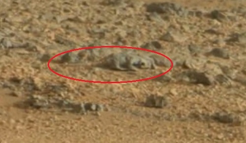 Un lézard photographié sur Mars ? (VIDEO)