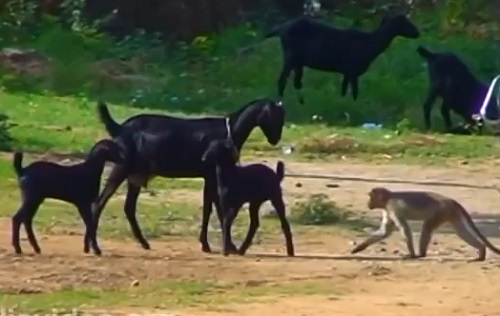 Inde : Un macaque fait la misère à une chèvre