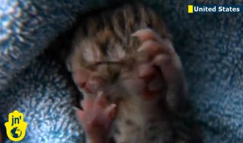 Chaton né avec deux visages (VIDEO)