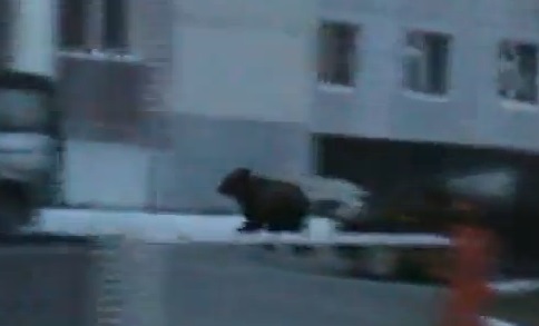 Chasse à l’ours dans un quartier russe (VIDEO)