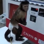 Un singe s&rsquo;achète une boisson dans un distributeur automatique (VIDEO)