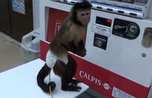 Un singe s’achète une boisson dans un distributeur automatique (VIDEO)