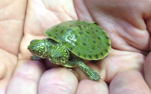 Une tortue à 2 têtes