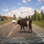 Russsie un accouplement provoque un accident de la route