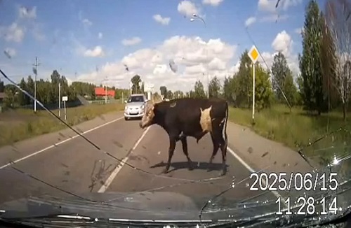 Russsie un accouplement provoque un accident de la route