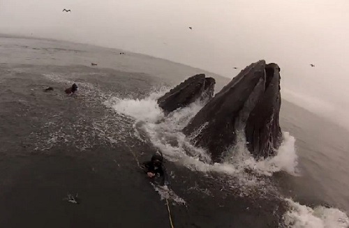 2 plongeurs manquent de se faire avaler par des baleines