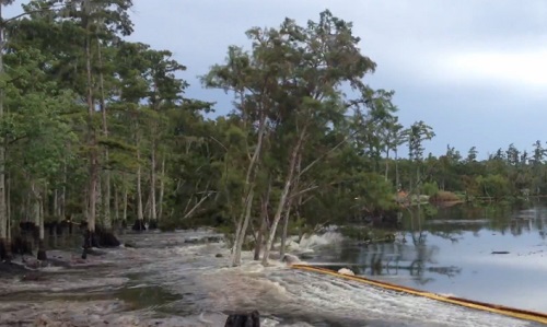 Louisiane : des arbres engloutis par un trou (VIDEO)