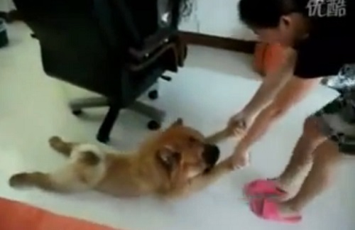 Chien qui fait le mort pour éviter de prendre un bain