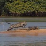 Un jaguar attaque et tue un crocodile (VIDEO)