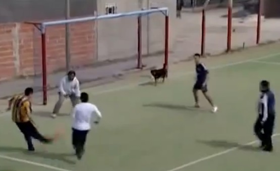 Foot : ce chien est plus efficace que Benzema devant les buts