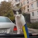 Chat vs essuie-glace
