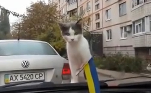 Chat vs essuie-glace