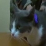 Moldavie : un chat &laquo;&nbsp;arrêté&nbsp;&raquo; pour trafic de drogue (VIDEO)