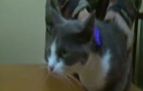 Moldavie : un chat « arrêté » pour trafic de drogue (VIDEO)