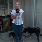 Un chien fait pipi sur une journaliste en plein reportage (VIDEO)