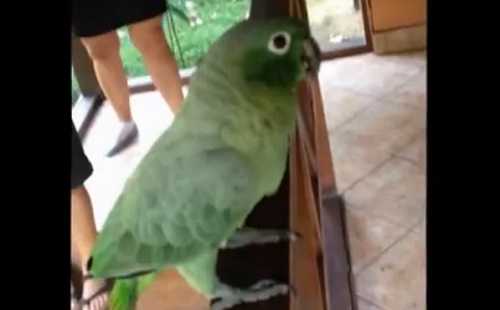 Un perroquet au rire chelou ! (VIDEO)