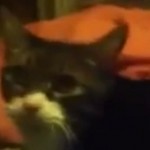 George, le chat qui sait dire &laquo;&nbsp;Hello&nbsp;&raquo;