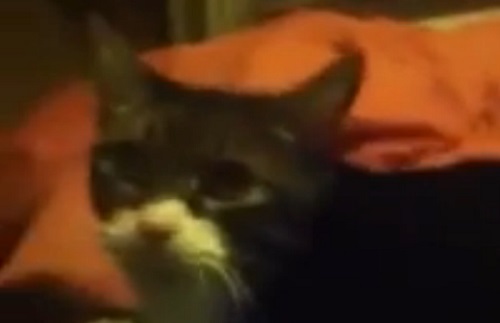 George, le chat qui sait dire &laquo;&nbsp;Hello&nbsp;&raquo;