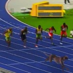 100m entre Usain Bolt et un guépard (VIDEO)