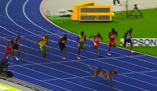 100m entre Usain Bolt et un guépard (VIDEO)