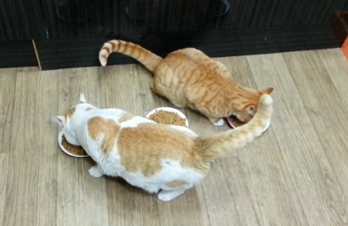 Le chat le plus relou de l&rsquo;année (VIDEO)