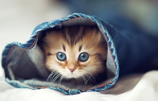 Différence d’éducation entre les chiens et les chats (VIDEO)