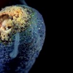 Allumette qui brûle au ralenti (VIDEO)