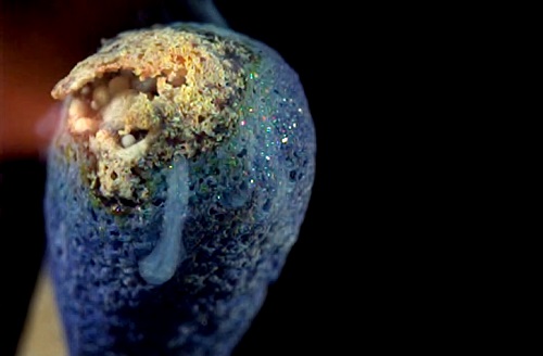 Allumette qui brûle au ralenti (VIDEO)