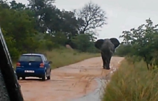 Un éléphant piétine une voiture de touristes (VIDEO)