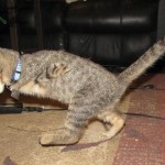 Mercury, l&rsquo;adorable chaton à 2 pattes (VIDEO)