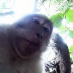 Un singe vole la GoPro d&rsquo;un touriste et prend des &laquo;&nbsp;selfies&nbsp;&raquo; (VIDEO)