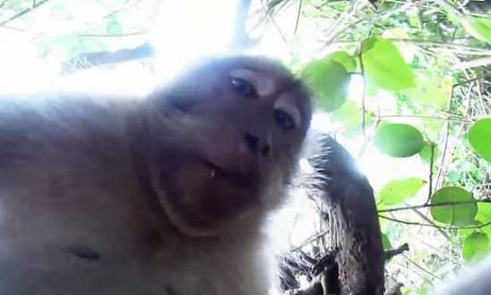 Un singe vole la GoPro d’un touriste et prend des « selfies » (VIDEO)