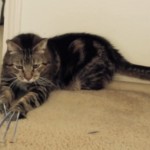 Le chat de Wolverine (VIDEO)