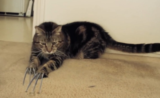 Le chat de Wolverine (VIDEO)