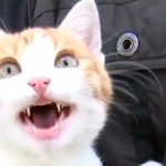 Oscar, le chaton torturé par le marseillais, est sain et sauf (VIDEO)