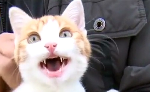 Oscar, le chaton torturé par le marseillais, est sain et sauf (VIDEO)