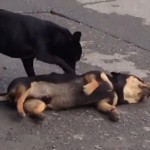 Un chien tente désespérément de réanimer son pote (VIDEO)