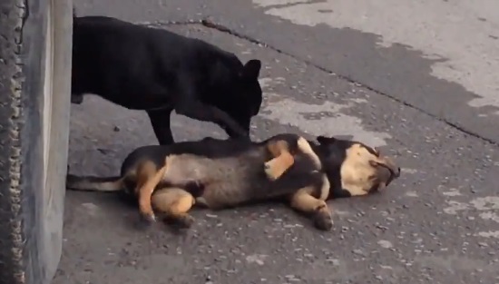 Un chien tente désespérément de réanimer son pote (VIDEO)
