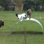 Des chèvres s&rsquo;amusent sur une tôle (VIDEO)
