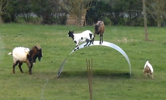 Des chèvres s’amusent sur une tôle (VIDEO)