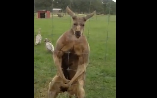Un kangourou bodybuildé exhibe ses muscles (VIDEO)