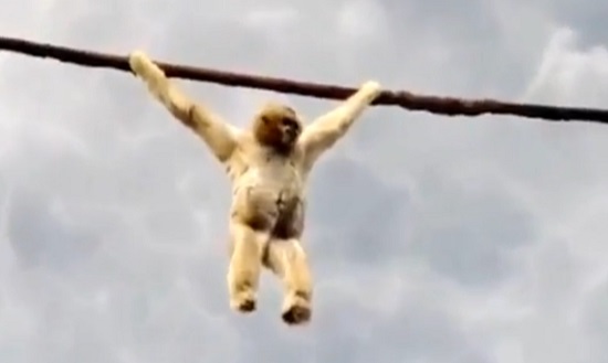 Un singe fout la merde dans un zoo (VIDEO)