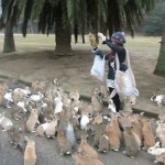 Une fille poursuivie par une armée de lapins affamés (VIDEO)