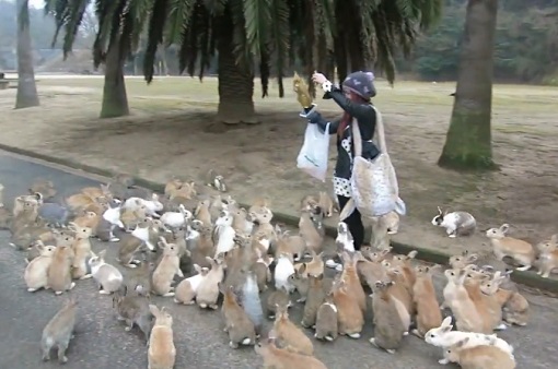 Une fille poursuivie par une armée de lapins affamés (VIDEO)