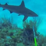 Un plongeur attaqué par un requin (VIDEO)