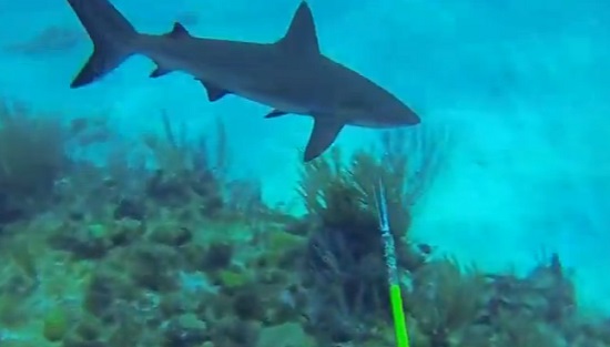 Un plongeur attaqué par un requin (VIDEO)