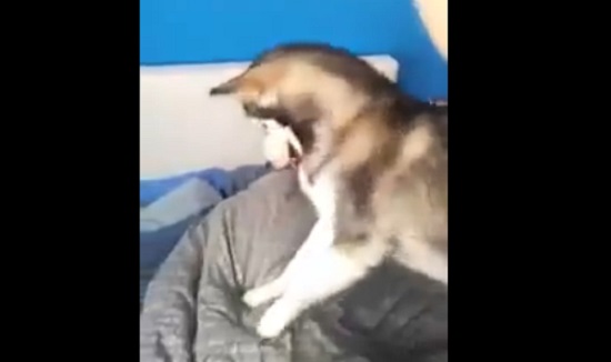 Comment réveiller quelqu&rsquo;un avec un laser et un chien ? (VIDÉO)