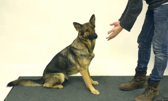 La réaction des chiens devant un tour de magie (VIDEO)